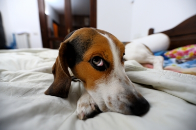 Ottawa Kat will make your pet feel at home